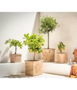 Feige, Hell -Garten Im Freien 7296940 7186505 7121171 7120942 WE MO 002 OliveZitronenbaumCitrusFeigeCalamondin