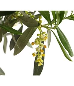 Olive, Ministamm -Garten Im Freien 7297609 WE DE 001 OleaEuropaStammT30DehnerExpressHerzig