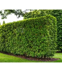 Kirschlorbeer 'Novita' -Garten Im Freien 7360530 WE MO 002 Luckner Hecke PrunusNovita