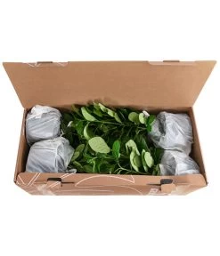 1-1,5 Meter Kirschlorbeer 'Novita', 5 X Ca. 40-50 Cm -Garten Im Freien 7363104 PR FS 002 PrunusLauroceraususNovita1MeterDehnerExpressHerzig