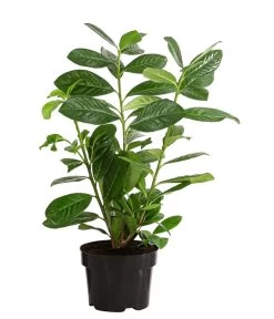 Garten Im Freien -Garten Im Freien 7363104 PR FS 003 PrunusLauroceraususNovita1MeterDehnerExpressHerzig