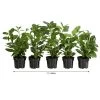1-1,5 Meter Kirschlorbeer 'Novita', 5 X Ca. 40-50 Cm 1 1-1,5 Meter Kirschlorbeer 'Novita', 5 X Ca. 40-50 Cm -Garten Im Freien 7363104 WE FS 002 PrunusLauroceraususNovita1Meter