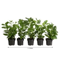 1-1,5 Meter Kirschlorbeer 'Novita', 5 X Ca. 40-50 Cm