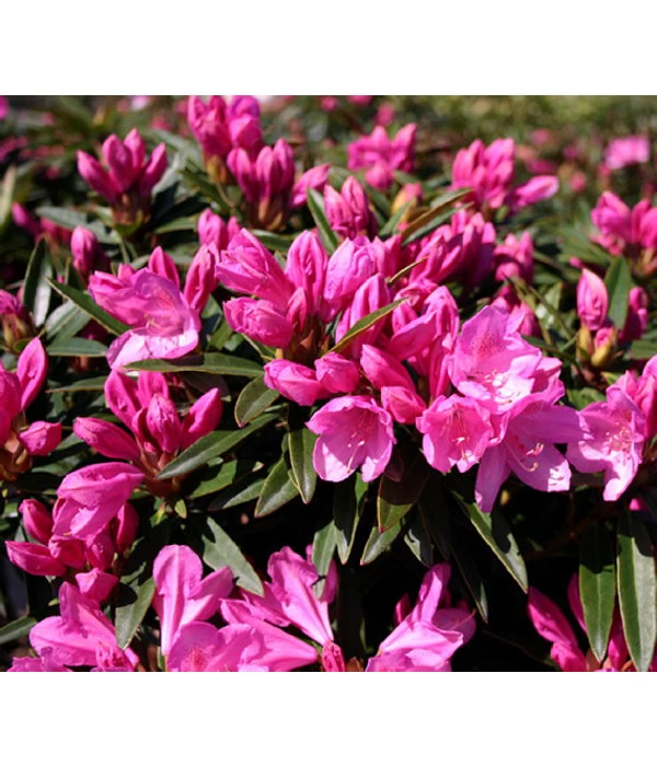 Rhododendron 'Graziella' 3 Rhododendron 'Graziella'