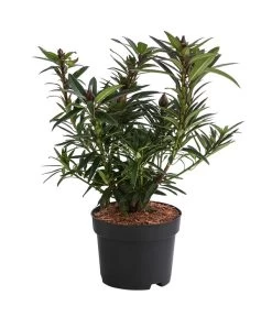 Rhododendron 'Graziella' 5 Rhododendron 'Graziella' -Garten Im Freien 7407349 WE FS 001 RhododendronGraziella