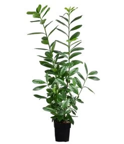 Kirschlorbeer 'Novita'