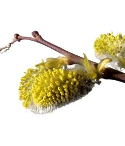 Kätzchen-Weide - Nordische Bäumchen-Weide 7 Kätzchen-Weide - Nordische Bäumchen-Weide -Garten Im Freien 7464571 BildD 001 KaetzchenWeideNordischeBaeumchenWeideSalixArbusculaSt