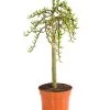 Kätzchen-Weide - Nordische Bäumchen-Weide -Garten Im Freien 7464571 WE FS 001 SalixWeideArbusculaStamm40cm13CDehnerExpressHerzig