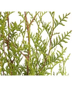 7 Meter Lebensbaum 'Brabant', 20 X Ca. 100-125 Cm -Garten Im Freien 7511009 WE DE 001 LebensbaumThujaOccidentalisBrabant3L