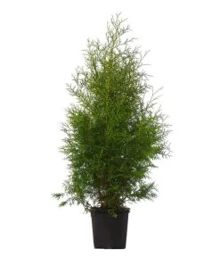 Garten Im Freien -Garten Im Freien 7512643 WE FS 002 LebensbaumBrabantThujaOccidentalis7Meter