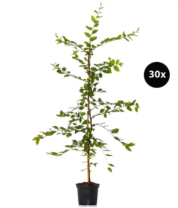 7,5 Meter Hainbuche, 30 X Ca. 150-175 Cm 3 7,5 Meter Hainbuche, 30 X Ca. 150-175 Cm