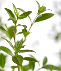 12,5 Meter Gemeiner Liguster, 50 X Ca. 60-100 Cm -Garten Im Freien 7548373 7548373 7548399 7548407 7548415 7548423 WE DE 001 GemeinerLiguster