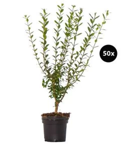 12,5 Meter Gemeiner Liguster, 50 X Ca. 60-100 Cm