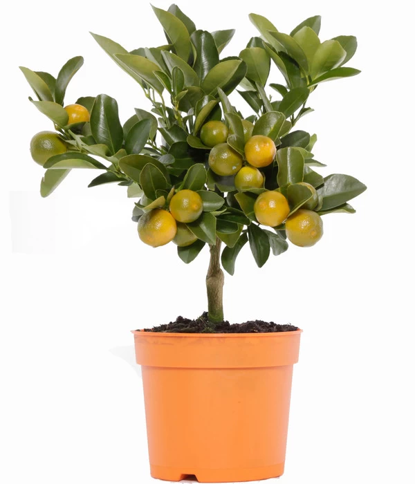 Calamondin-Orange 3 Calamondin-Orange