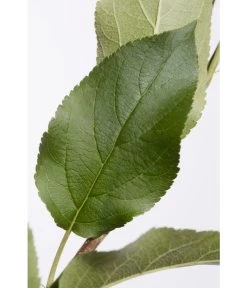 Apfel-Duo 'Jonagold'/'Elstar' -Garten Im Freien 7639248 PR DE 001 ApfelElstarJonagoldDuoMalus95LiterDehnerExpressZS