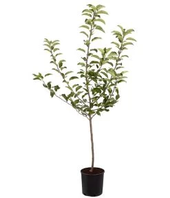 Herbstapfel 'Gala' 8 Herbstapfel 'Gala' -Garten Im Freien 7645880 PR FS 001 ApfelGalaBuschMalus95LiterDehnerExpressZS