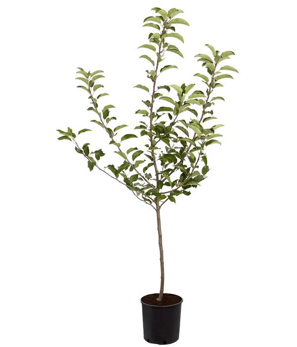 Herbstapfel 'Gala' 5 Herbstapfel 'Gala' – Bild 3