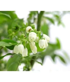 Heidelbeer-Drilling -Garten Im Freien 7665631 WE DE 001 VacciniumHeidelbeerDrilling10L