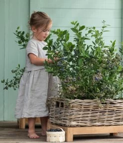 Heidelbeer-Drilling -Garten Im Freien 7665631 WE MO 001 HeidelbeerDrilling