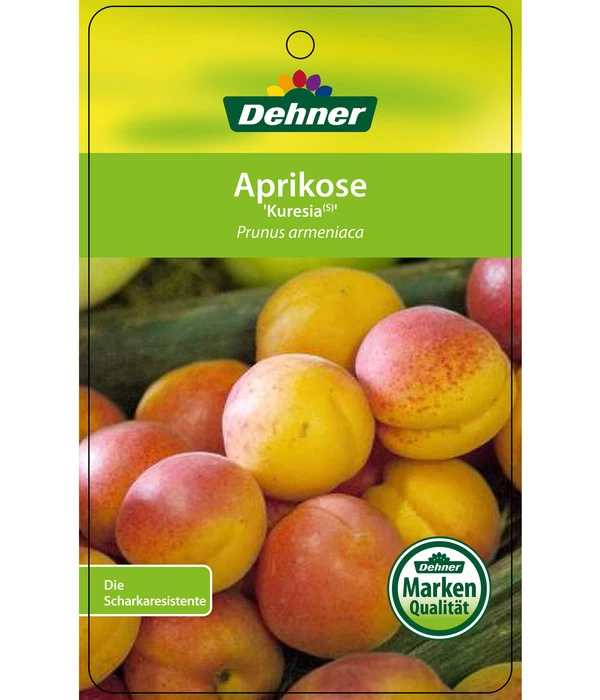 Aprikose 'Kuresia' 5 Aprikose 'Kuresia' – Bild 3