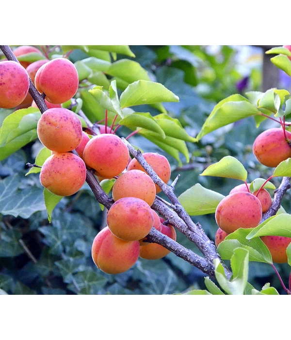 Aprikose 'Kuresia' 3 Aprikose 'Kuresia'
