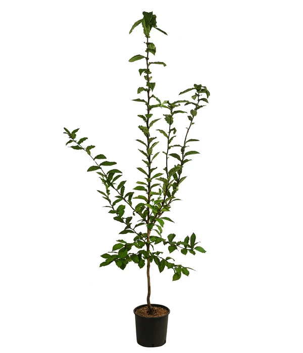 Mispel 4 Mispel – Bild 2