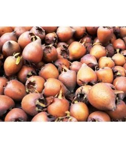 Mispel 7 Mispel -Garten Im Freien 7711088 WE MO 001 MispelMespilusPixabay