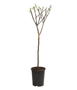 Neue Veröffentlichungen -Garten Im Freien 7723950 WE FS 001 ZwergapfelObstZwergeKidsDehnerExpressHerzig