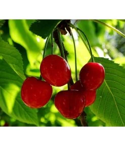 Neue Veröffentlichungen -Garten Im Freien 7724016 PR FS 001 PrunusZwergsauerkirschePixabay