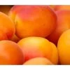 Aprikose 'Ungarische Beste' 2 Aprikose 'Ungarische Beste' -Garten Im Freien 7769680 WE DE 002 AprikoseUngrischeBeste