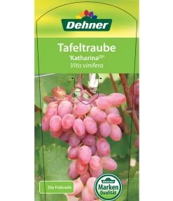 Tafeltraube 'Katharina' -Garten Im Freien 7773716 TafeltraubeKatharina Etikett 1