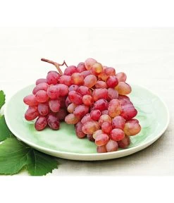 Tafeltraube 'Katharina' -Garten Im Freien 7773716 WE MO 001 WeinKatharina