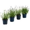 Lavendel-Set Lavendel-Vielfalt, 4-teilig -Garten Im Freien 7805781 WE FS 001 LavendelpaketMixLavandula4PflanzenT12