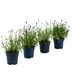 Neue Veröffentlichungen 3 Lavendel-Set Lavendel-Vielfalt, 4-teilig
