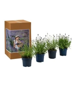 Neue Veröffentlichungen -Garten Im Freien 7805781 WE FS 002 LavendelpaketMixLavandula4PflanzenT12
