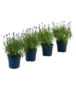 Neue Veröffentlichungen 5 Schmetterlings-Lavendel 'Royal Blue', 4er-Set