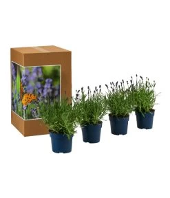 Neue Veröffentlichungen -Garten Im Freien 7805807 WE FS 002 LavendelpaketLavandulaSchmetterlingslavendel4PflanzenT12