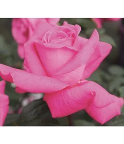 Edelrose 'Duftrausch®'