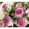 Kletterrose 'Eden Rose®' 2 Kletterrose 'Eden Rose®' -Garten Im Freien 7841661 BildFS 001 KletterroseEdenRoseEdenRose