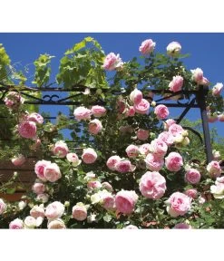 Kletterrose 'Eden Rose®' 7 Kletterrose 'Eden Rose®' -Garten Im Freien 7841661 BildM 001 KletterroseEdenRoseEdenRose