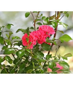 Bodendeckerrose 'Lovely Fairy®'