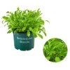 Bioland Rucola -Garten Im Freien 8002222 WE FS 001 BioRucola