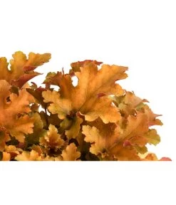 Purpurglöckchen 'Marmalada' -Garten Im Freien 8025991 WE DE 001 HeucheraMarmaladaT15