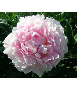 Edel-Pfingstrose, Verschiedene Sorten