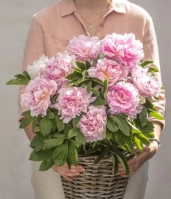 Edel-Pfingstrose, Verschiedene Sorten -Garten Im Freien 8037806 PR MO 02 PaeoniaRosaSarahBernardPfingstrosen GC07 2020 01