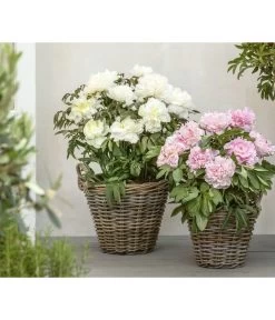 Edel-Pfingstrose, Verschiedene Sorten -Garten Im Freien 8037863 PR MO 01 Paeonia