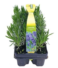 Garten Im Freien -Garten Im Freien 8072605 PR FS 001 Lavandula6erPackAllgreen