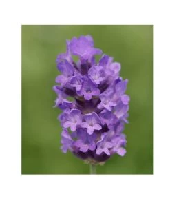 Lavendel 'No. 9' -Garten Im Freien 8094070 PR DE 001 DownderryNo9Helix