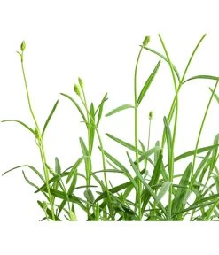 Lavendel 'No. 9' -Garten Im Freien 8094070 WE DE 001 LavandulaAngustifoliaNO9LavendelT13