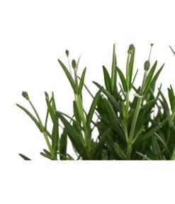 Lavendel 'Royal Blue' 11 Lavendel 'Royal Blue' -Garten Im Freien 8097545 WE DE 001 LavendelRoyalBlue1L